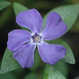 6 x petite pervenche 'la grave' - vinca minor 'la grave' (='bowles variety') -