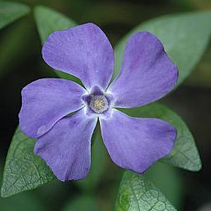 6 x petite pervenche 'la grave' - vinca minor 'la grave' (='bowles variety') -