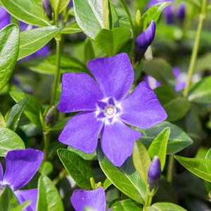 6 x petite pervenche 'la grave' - vinca minor 'la grave' (='bowles variety') -