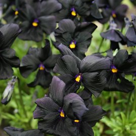 Violette cornue  - viola 'molly sanderson'  - godet 9x9 cm