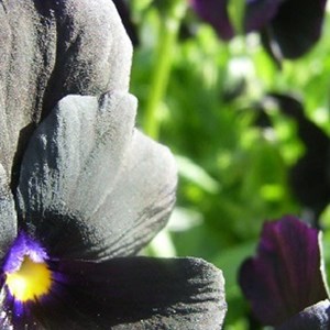 Violette cornue  - viola 'molly sanderson'  - godet 9x9 cm