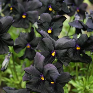 6 x violette cornue  - viola 'molly sanderson'  - godet 9x9 cm