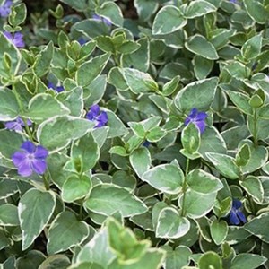Grande pervenche  - vinca major 'variegata'  - godet 9x9 cm