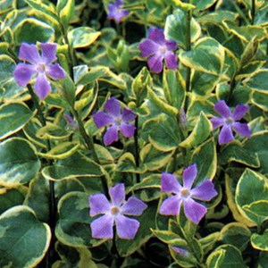 6 x grande pervenche  - vinca major 'variegata'  - godet 9x9 cm