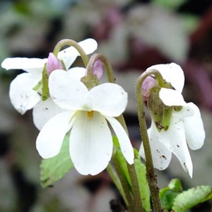 Violette à parfum  - viola odorata 'alba'  - godet 9x9 cm