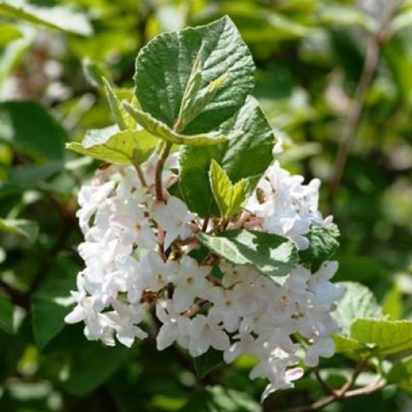 Viorne obier - viburnum opulus 'compactum' - 60-80 cm pot