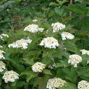 Viorne obier  - viburnum opulus 'compactum'  - 60-80 cm pot
