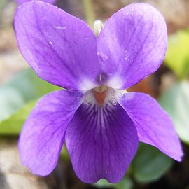 Violette à parfum - viola odorata  - godet 9x9 cm