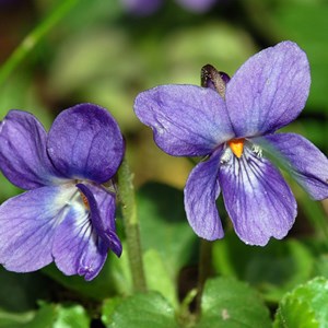 Violette à parfum - viola odorata  - godet 9x9 cm