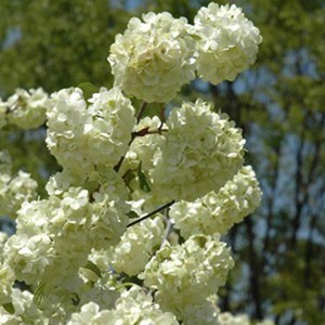 Viorne de chine  - viburnum plicatum 'grandiflorum'  - 40-60 cm pot