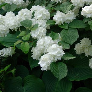Viorne de chine  - viburnum plicatum 'grandiflorum'  - 40-60 cm pot