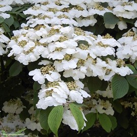 Viorne de chine  - viburnum plicatum 'lanarth'  - 60-80 cm pot