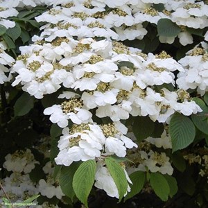 Viorne de chine  - viburnum plicatum 'lanarth'  - 60-80 cm pot