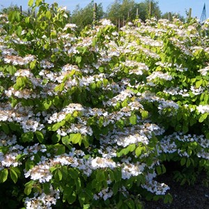 Viorne de chine  - viburnum plicatum 'lanarth'  - 60-80 cm pot