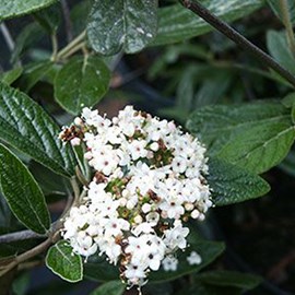 Viorne  - viburnum 'pragense'  - 60-80 cm pot