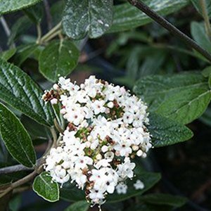 Viorne  - viburnum 'pragense'  - 40-60 cm pot
