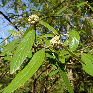 Viorne  - viburnum 'pragense'  - 40-60 cm pot