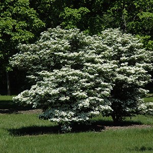 2 x viorne de chine  - viburnum plicatum 'summer snowflake'  - 30-40 cm pot