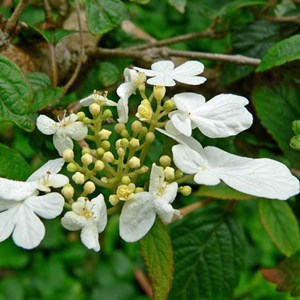 2 x viorne de chine  - viburnum plicatum 'summer snowflake'  - 30-40 cm pot