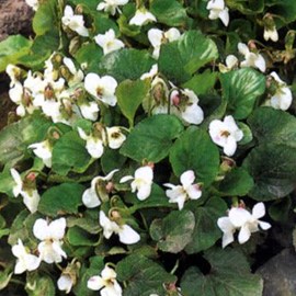 Violette sororia  - viola sororia 'albiflora'  - godet 9x9 cm