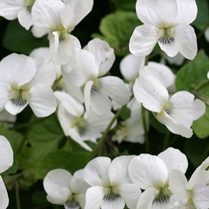 Violette sororia  - viola sororia 'albiflora'  - godet 9x9 cm