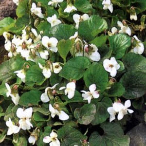 6 x violette sororia  - viola sororia 'albiflora'  - godet 9x9 cm