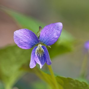 Violette sororia  - viola sororia 'blue diamond'  - godet 9x9 cm