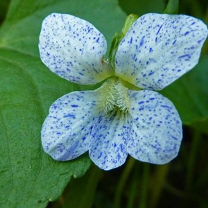 Violette sororia  - viola sororia 'freckles'  - godet 9x9 cm