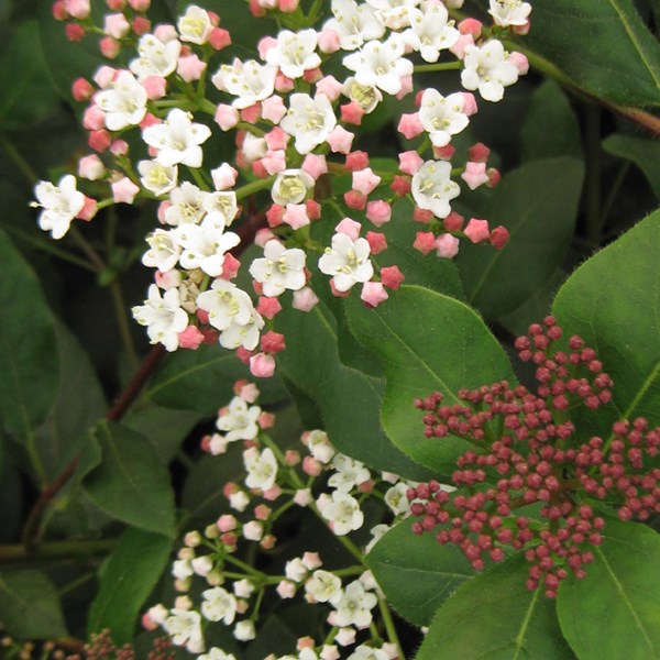 Arborix - 2 x viorne tin, laurier tin  - viburnum tinus 'eve price'  - 25-30 cm pot