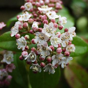 Viorne tin, laurier tin  - viburnum tinus 'eve price'  - 50-60 cm pot