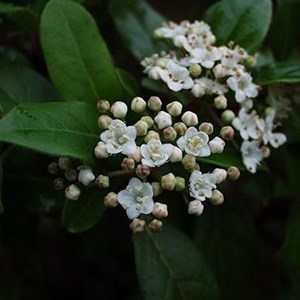2 x viorne tin, laurier tin  - viburnum tinus 'gwenllian'  - 25-30 cm pot