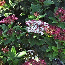 2 x viorne tin, laurier tin  - viburnum tinus 'gwenllian'  - 25-30 cm pot