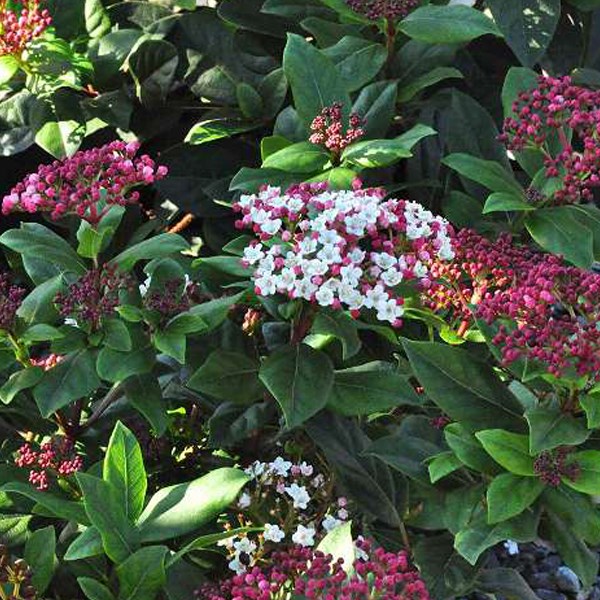 Arborix - 2 x viorne tin, laurier tin  - viburnum tinus 'gwenllian'  - 25-30 cm pot