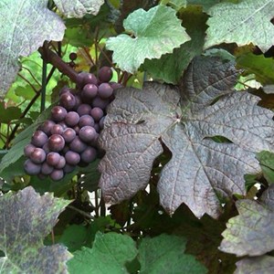 2 x vigne des teinturiers  - vitis vinifera 'purpurea'  - 60-80 cm pot