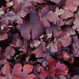 2 x vigne des teinturiers  - vitis vinifera 'purpurea'  - 60-80 cm pot