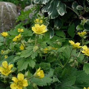 Waldsteinia geoides - godet 9x9 cm