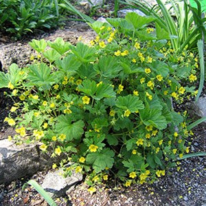 6 x waldsteinia geoides - godet 9x9 cm