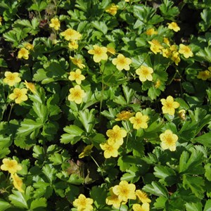 6 x faux-fraisier - waldsteinia ternata  - godet 9x9 cm