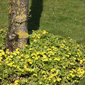 6 x faux-fraisier - waldsteinia ternata  - godet 9x9 cm