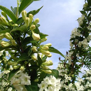 2 x weigela 'candida' - 50-60 cm pot