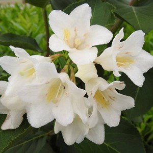 2 x weigela 'candida' - 50-60 cm pot