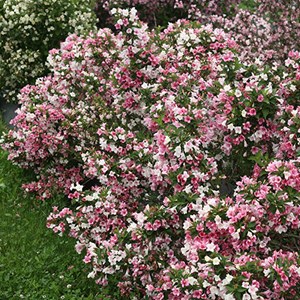 2 x weigela 'carnaval' ('courtalor') - 50-60 cm pot