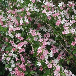 2 x weigela 'carnaval' ('courtalor') - 50-60 cm pot