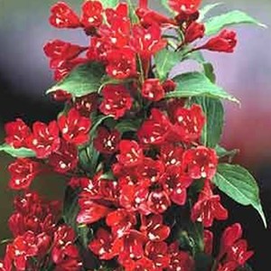 2 x weigela 'eva rathke' - 50-60 cm pot