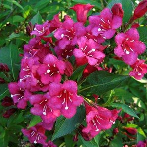 2 x weigela 'eva rathke' - 50-60 cm pot