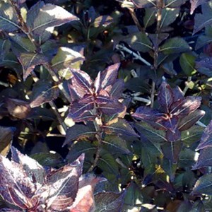 2 x weigela florida 'nana purpurea' - 30-40 cm pot