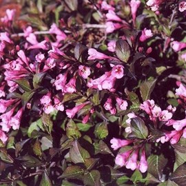 2 x weigela florida 'nana purpurea' - 30-40 cm pot