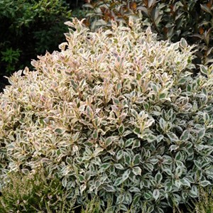 2 x weigela de floride  - weigela florida 'monet' ('verweig')  - 50-60 cm pot