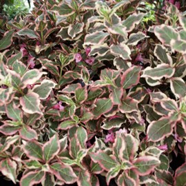 2 x weigela de floride  - weigela florida 'monet' ('verweig')  - 50-60 cm pot