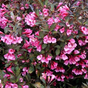 2 x weigela florida 'victoria' - 50-60 cm pot